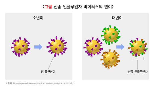 신종 인플루엔자 바이러스의 변이