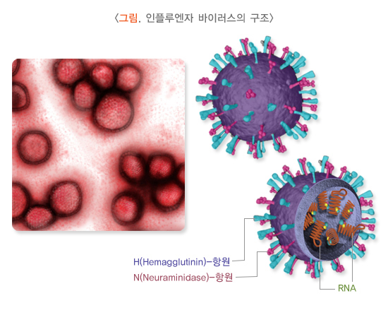 인플루엔자 바이러스 구조
